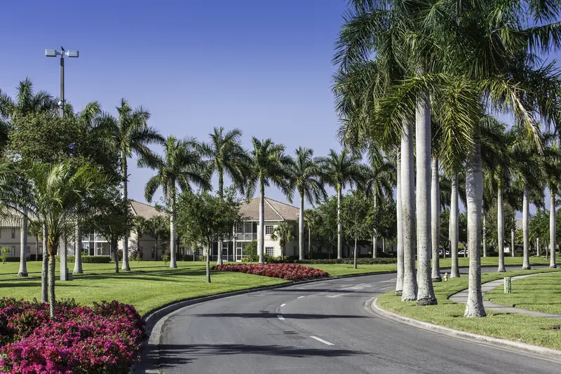 Landscaped tropical driveway lined with tall palm trees and flowers. Landscaped tropical driveway lined with tall palm trees and flowers.